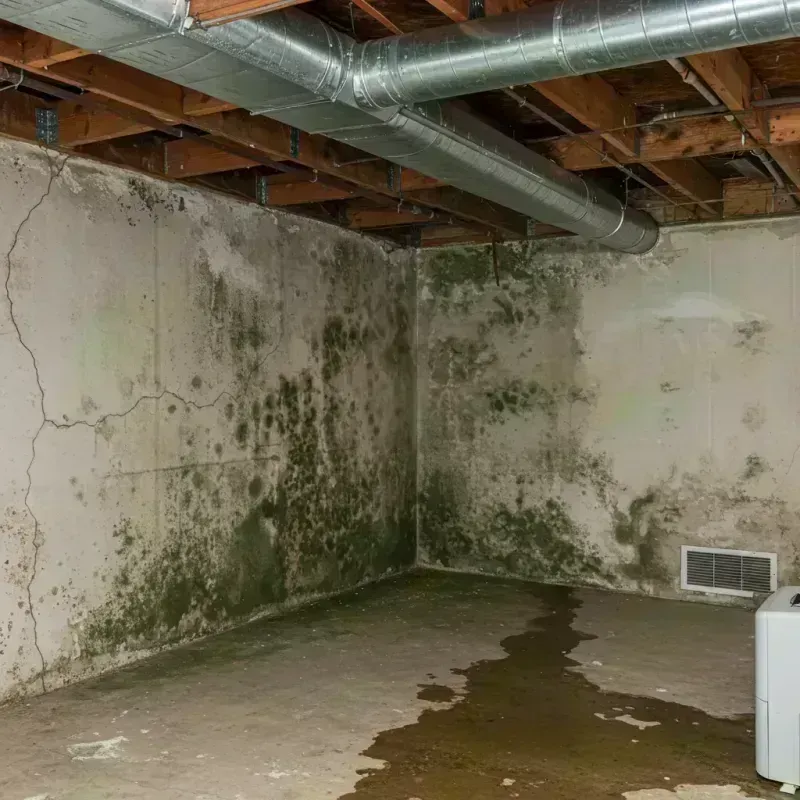 Professional Mold Removal in LaSalle County, IL